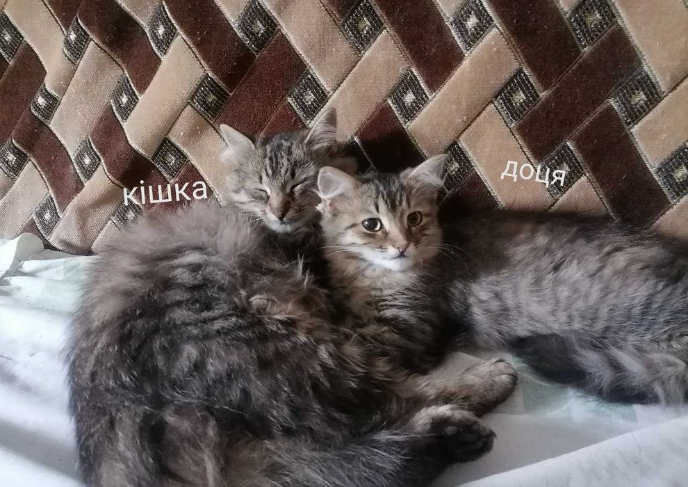 Стерилізована кішка з котеням віддаю в добрі руки