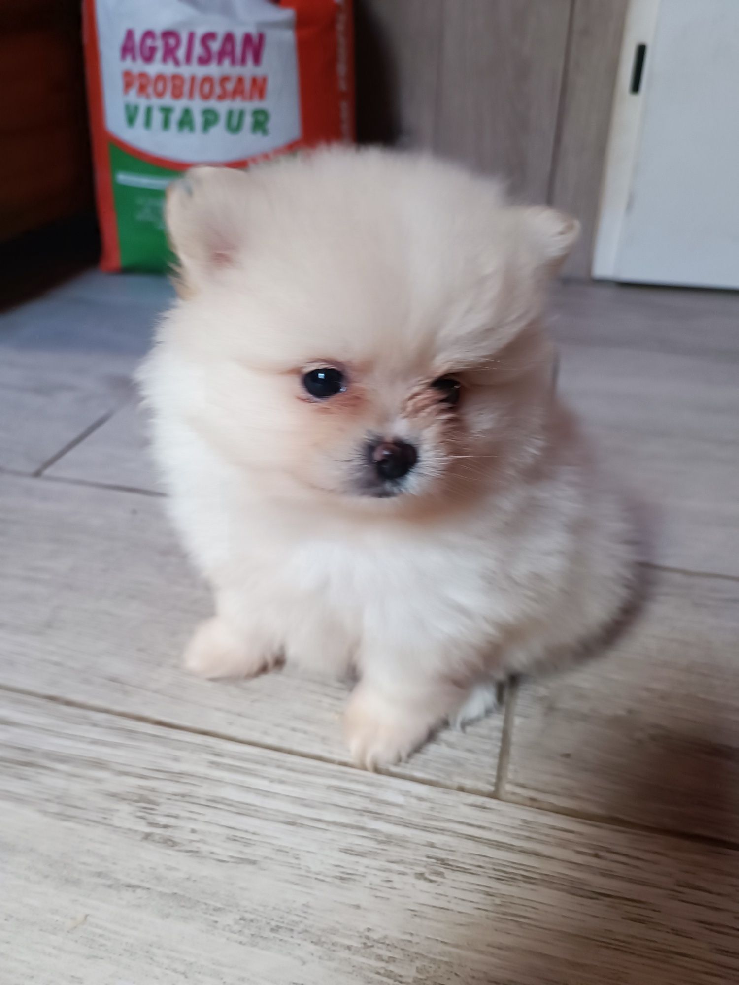 Pomeranian suczka "boo"