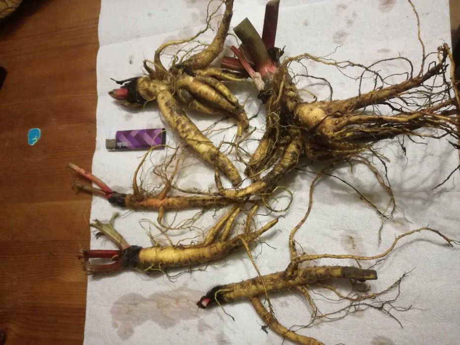 Sadzonki rabarbaru Lider