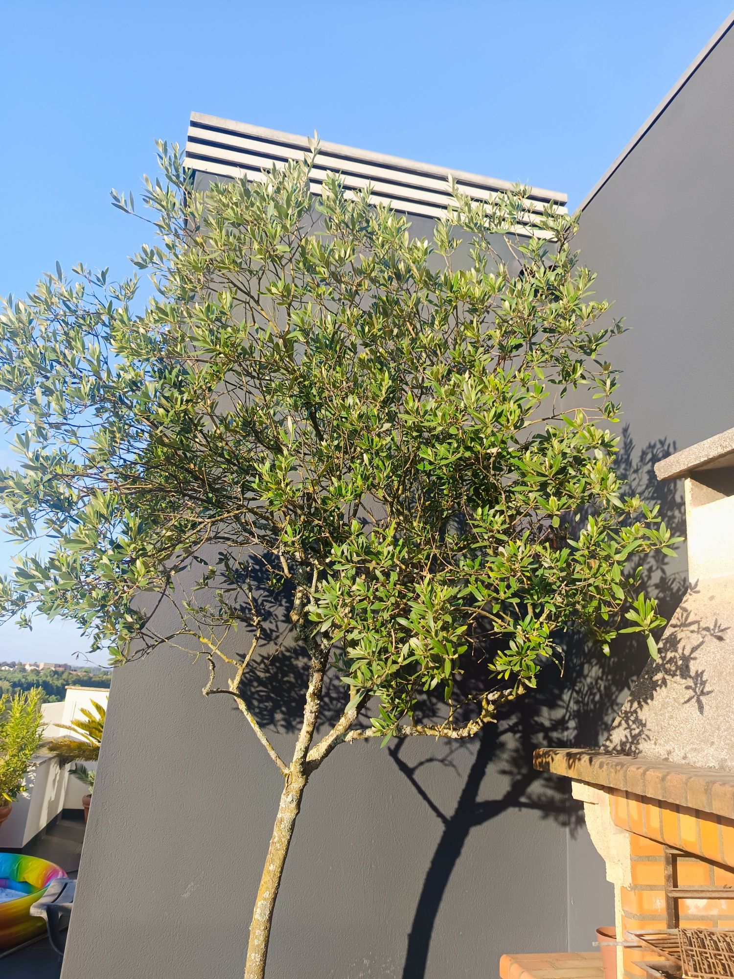 Oliveiras em Vaso