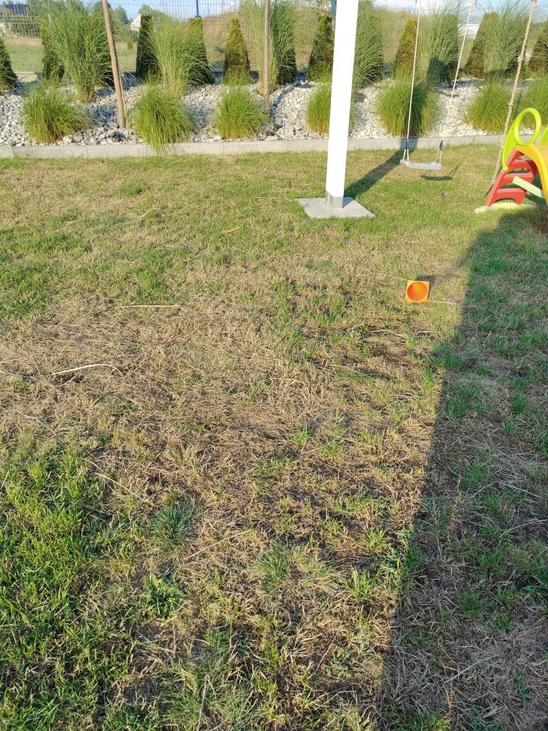 Oddam za darmo rozplenice trwy ozdobne 12 sztuk