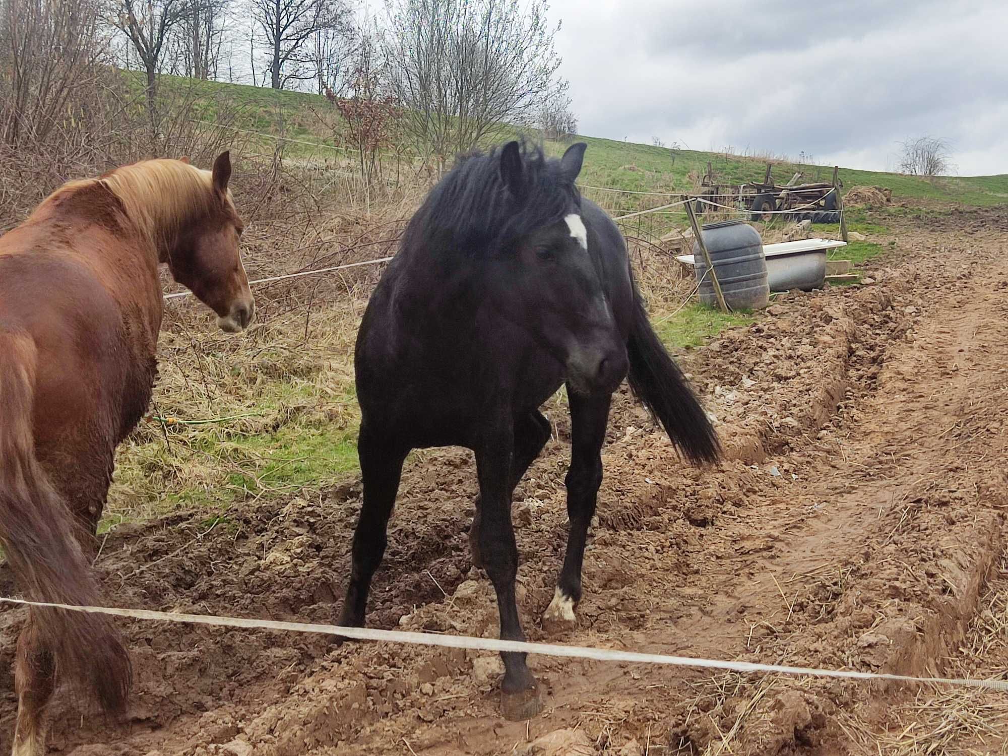 Sprzedam ogiery śląskie