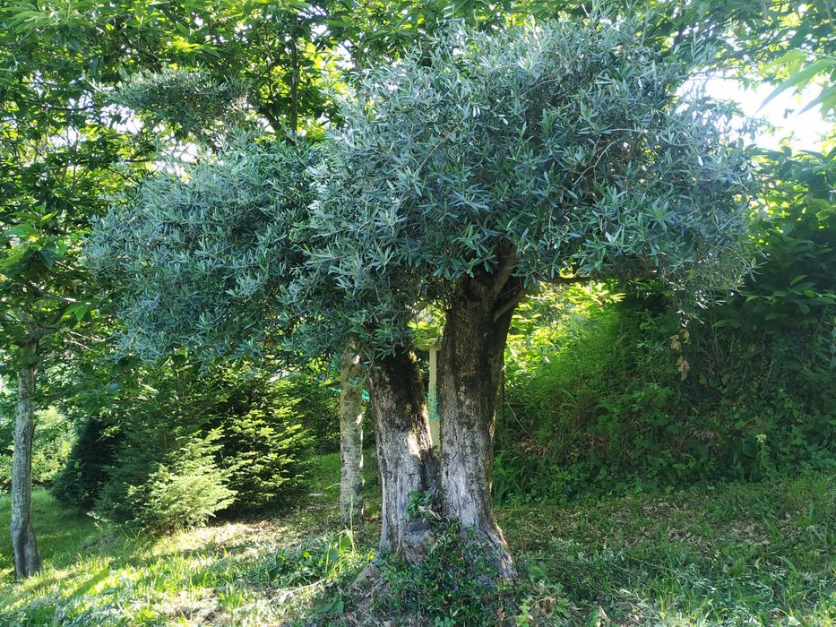 Oliveira para jardim