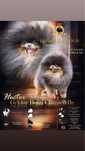 Lulu da pomerania spitz anao