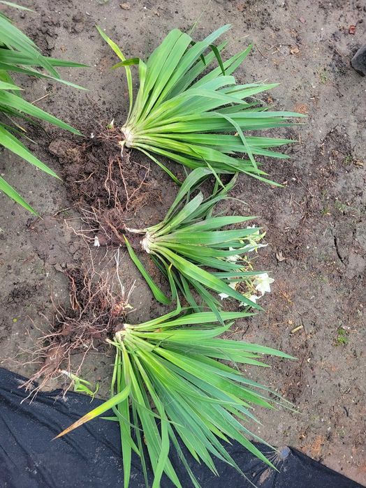 Rośliny ogrodowe - ligustry i kosaciec