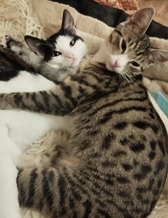 Kotki szukają domku - rodzenstwo