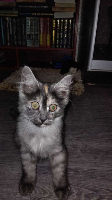 Віддам даром в хороші руки кошеня (дівч. 2 міс.  Єгипетська МАУ)