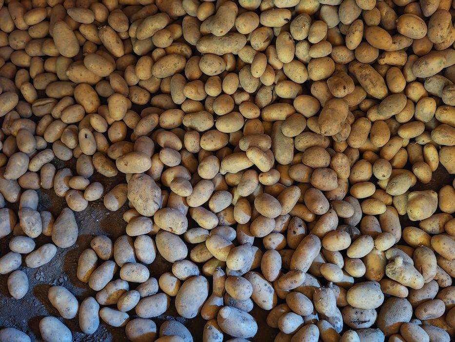 Ziemniak, jadalny, Catania, Irys ziemniaki