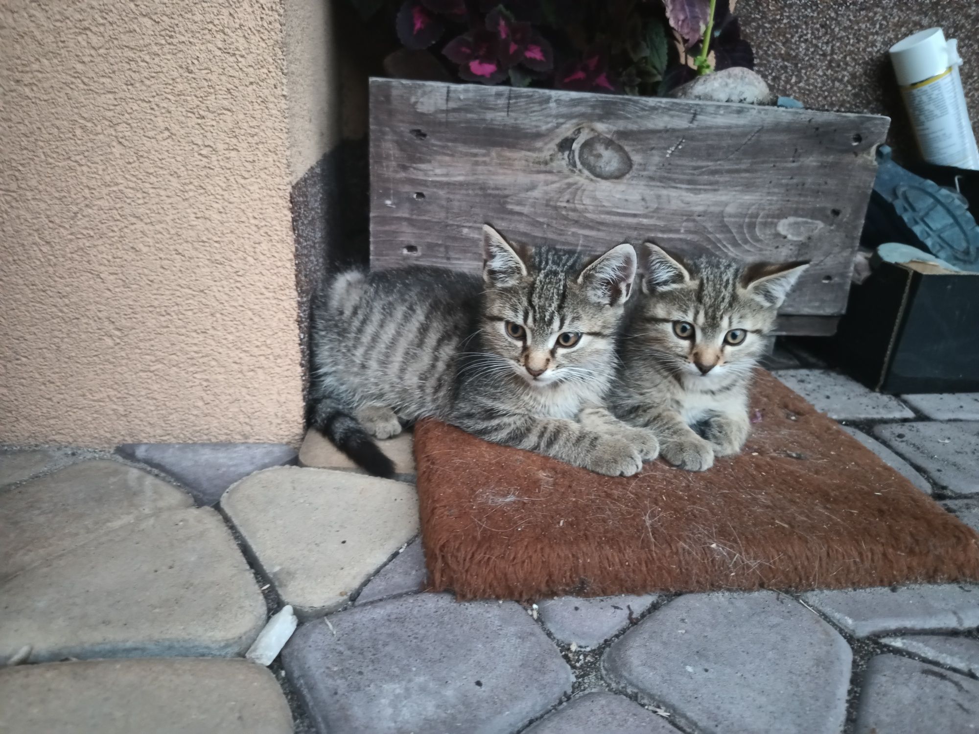 Oddam kocurki kota koty w dobre ręce