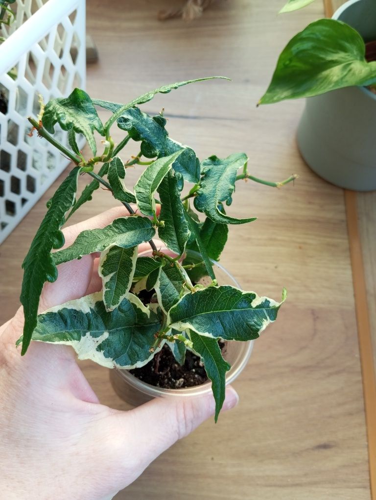 Ficus radicans variegata sagittata