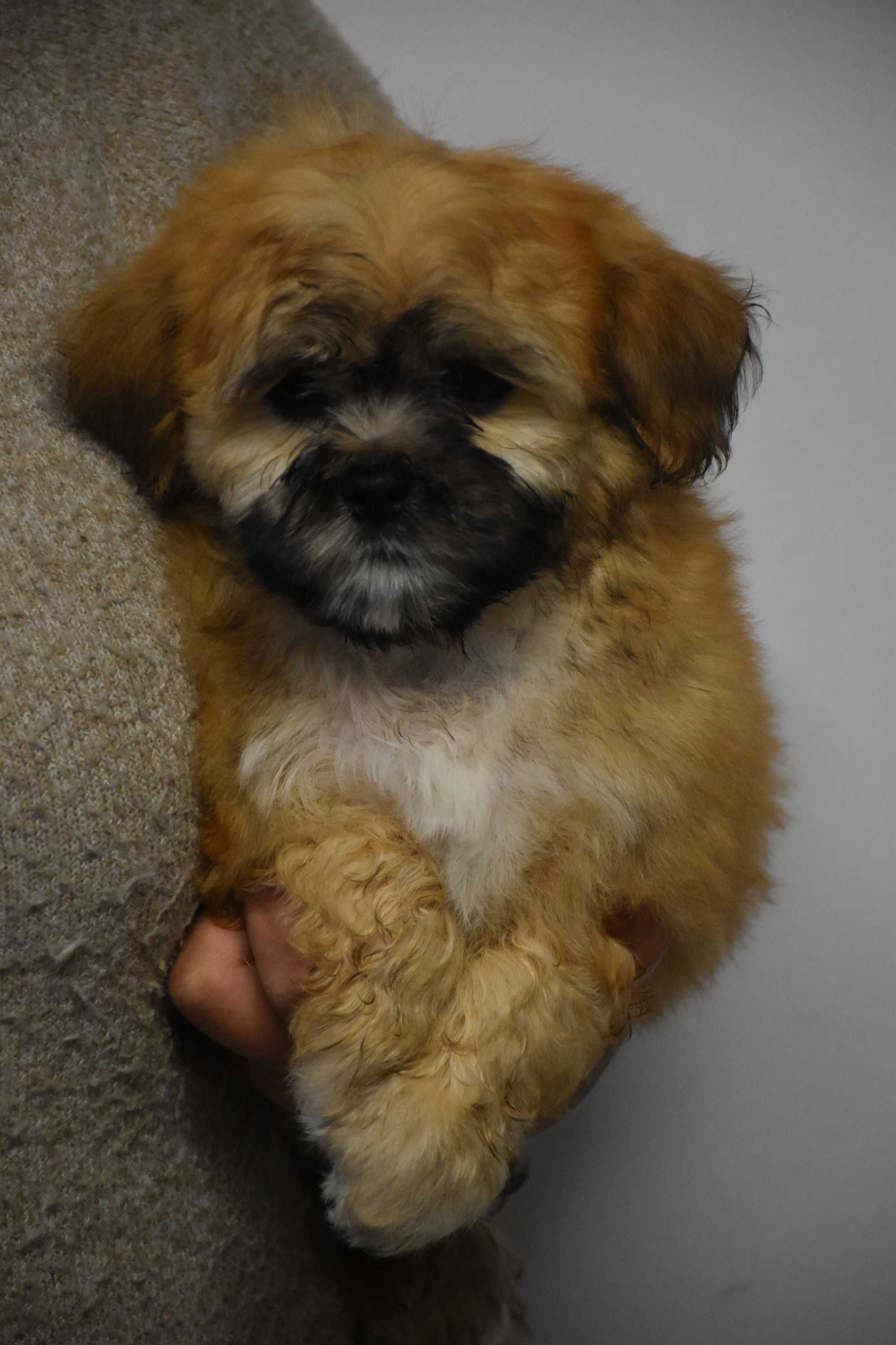 cavapoo pudel mix hybryda ras