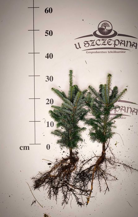 Jodła Frasera 30-40cm 4 letni szkółkowany abies fraseri 7,50zł/szt