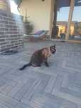 Oddam za darmo kot Devon rex
