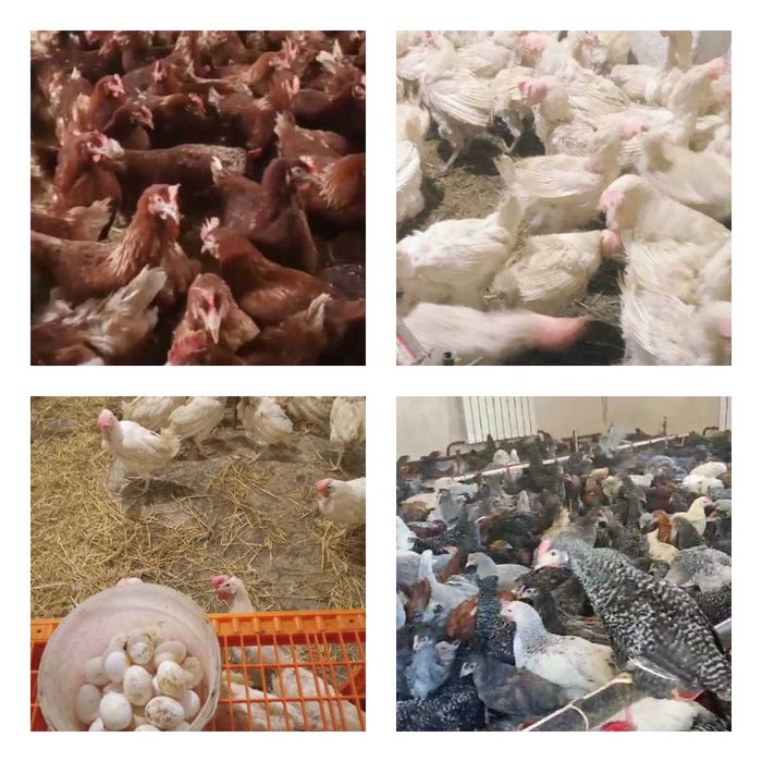 Продам кури несушки! Доставка безкоштовна. Велика Багачка!