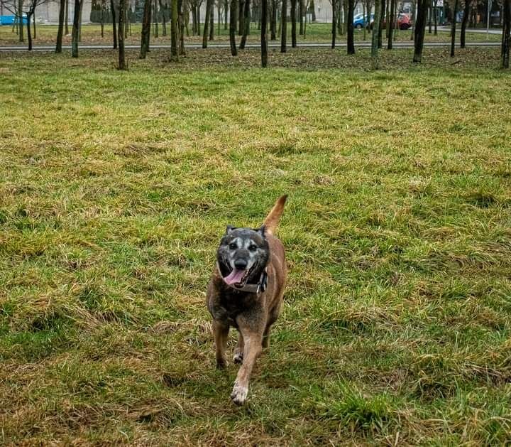 Żywiołowy psiak Owczarek Belgijski szuka Domu!