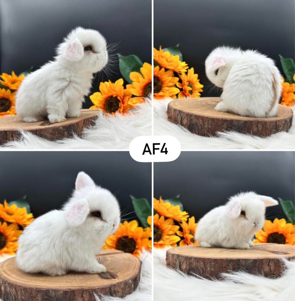 Króliki Mini Lop