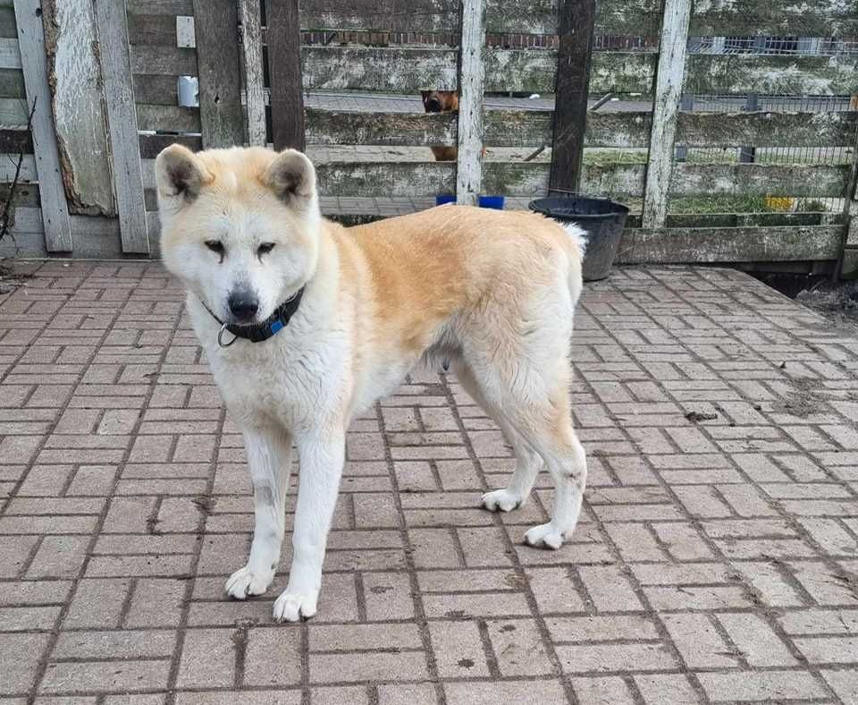 Grumpie Akita w Potrzebie