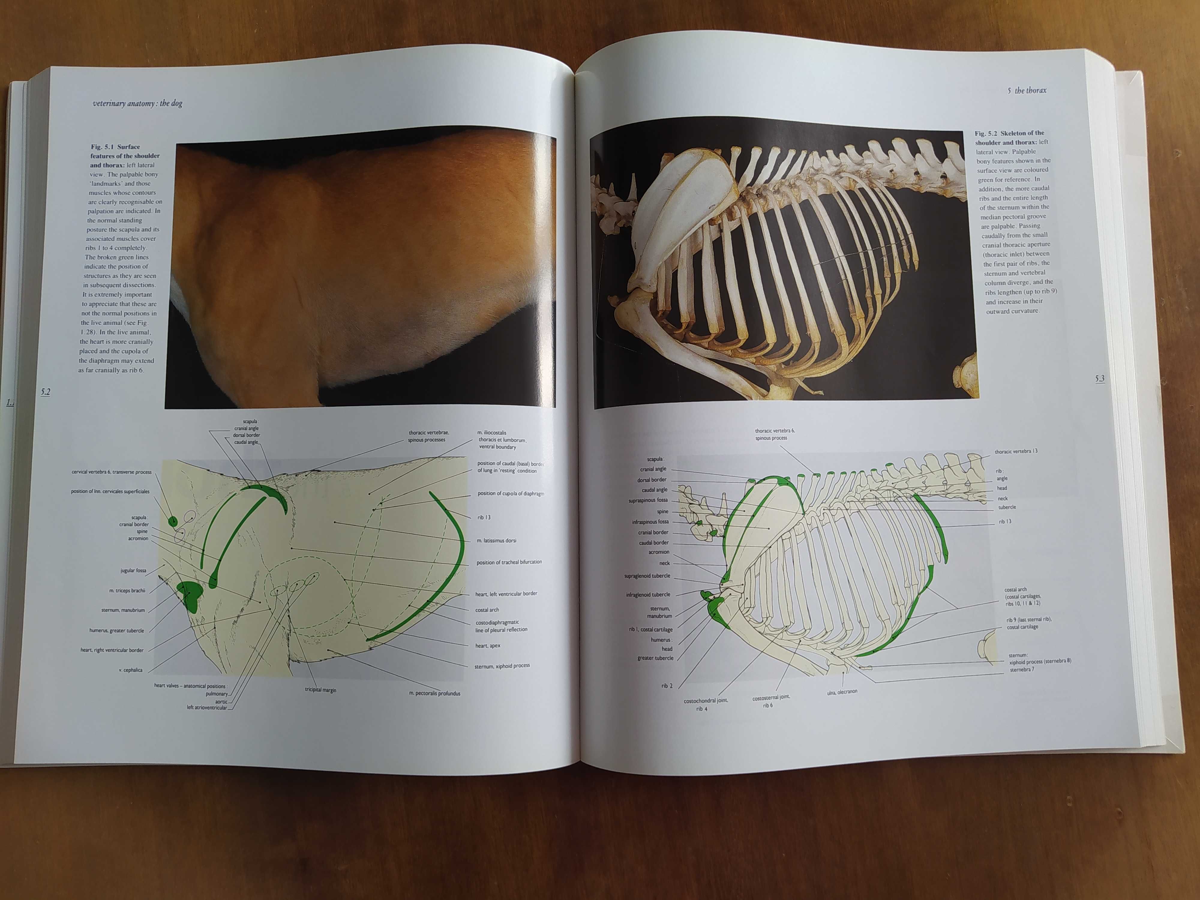 Color atlas of veterinary anatomy, dog, cat, Mosby, anatomia