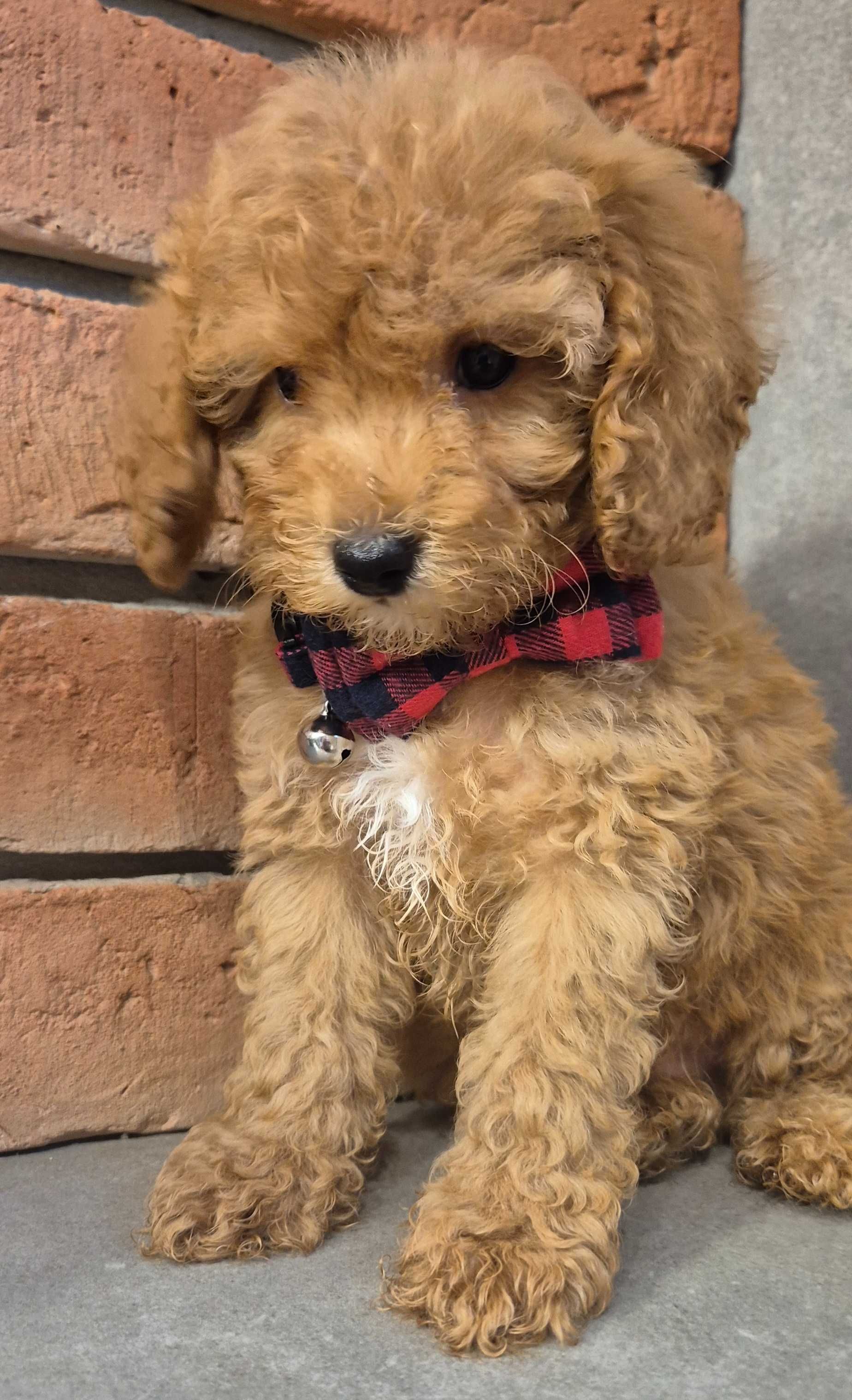 Cockapoo f1b miziasty Chlopczyk do odbioru