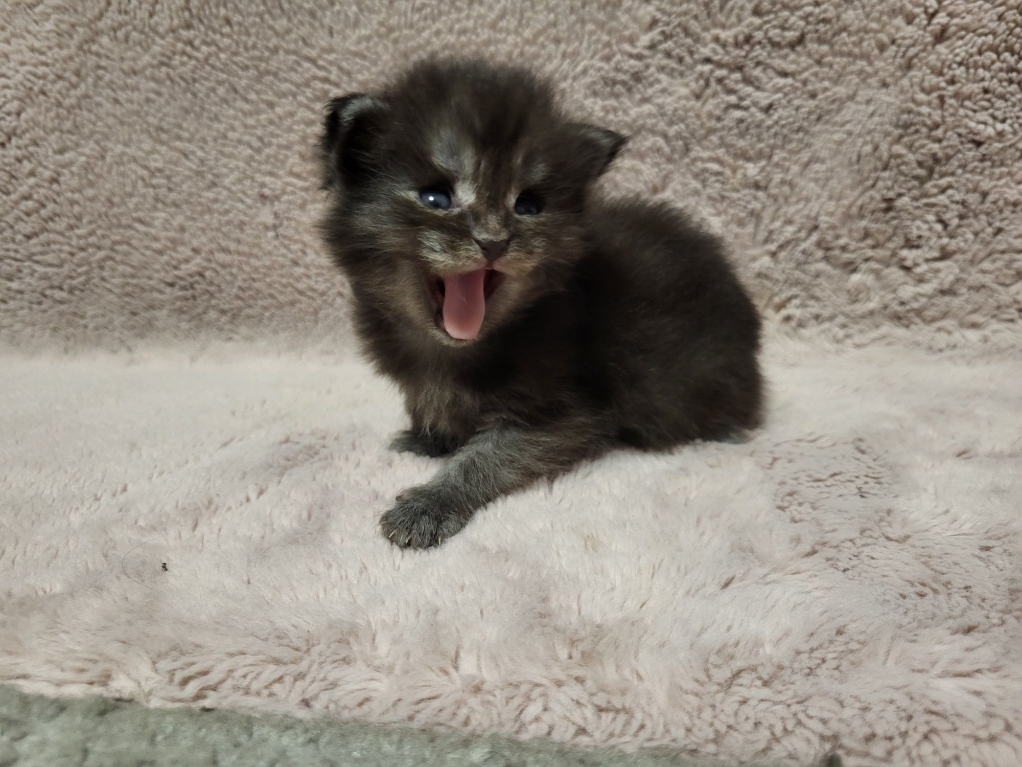Kocur Maine Coon czarny dymny