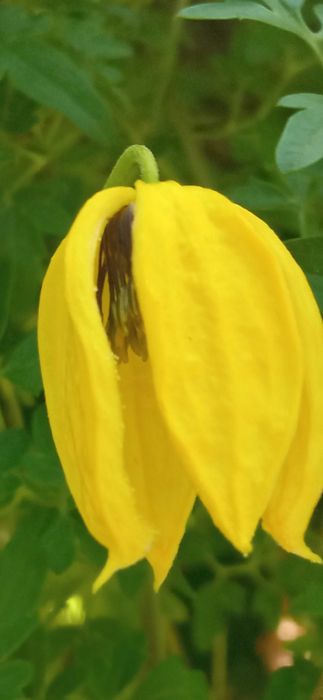 Bill MacKenzie Powojnik Clematis pnącze ogrodowe