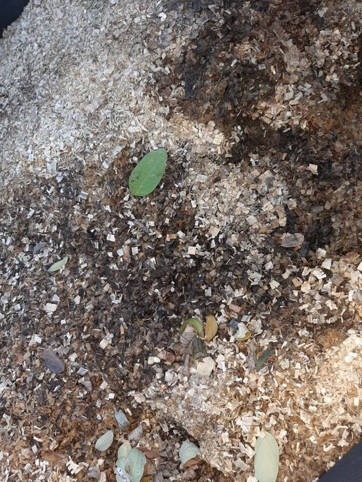 zrębki drzewne ścinki kora trociny trot użyźnianie gleby  pod borówki