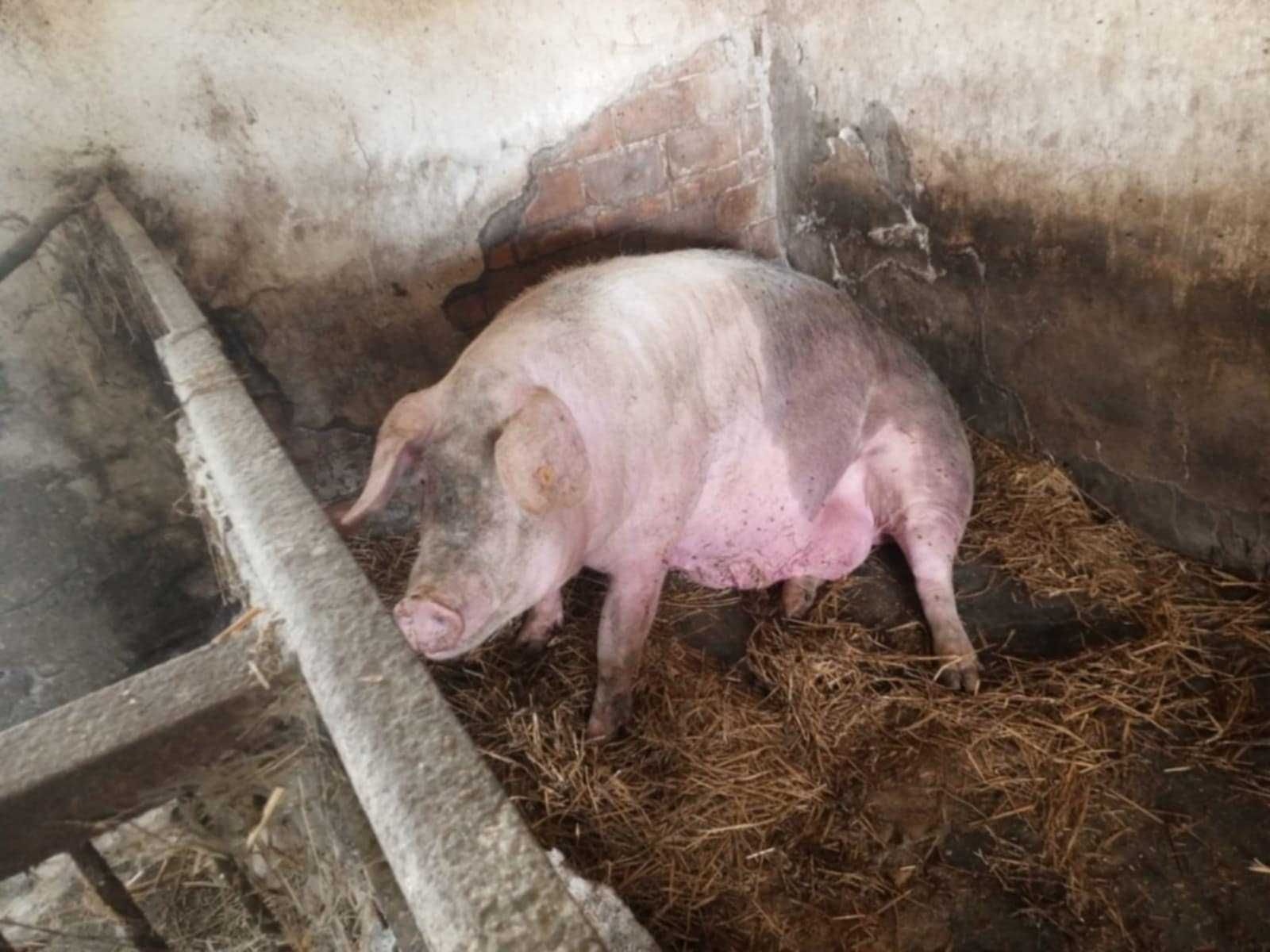 Sprzedam świnie.