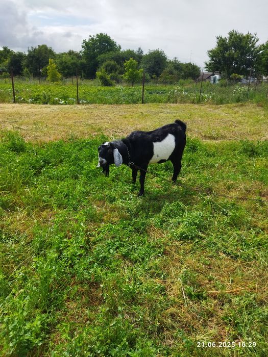 Козел Англонубієць чистокровний ощасливить вашу кізоньку