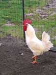 Galos tipo Leghorn