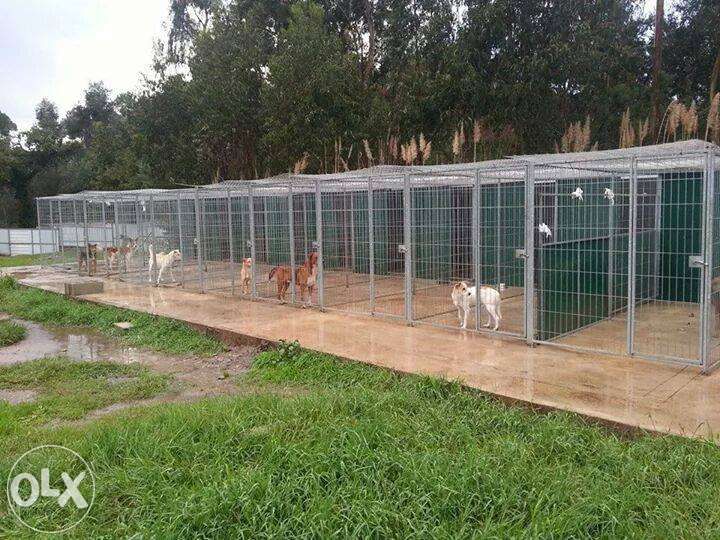 multipet canis múltiplos em aço e chapa de aço