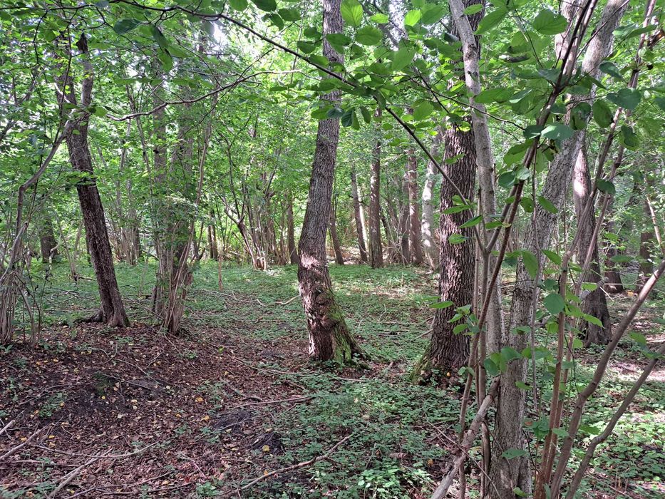 Działka leśna 11800m2 w Gniewinie
