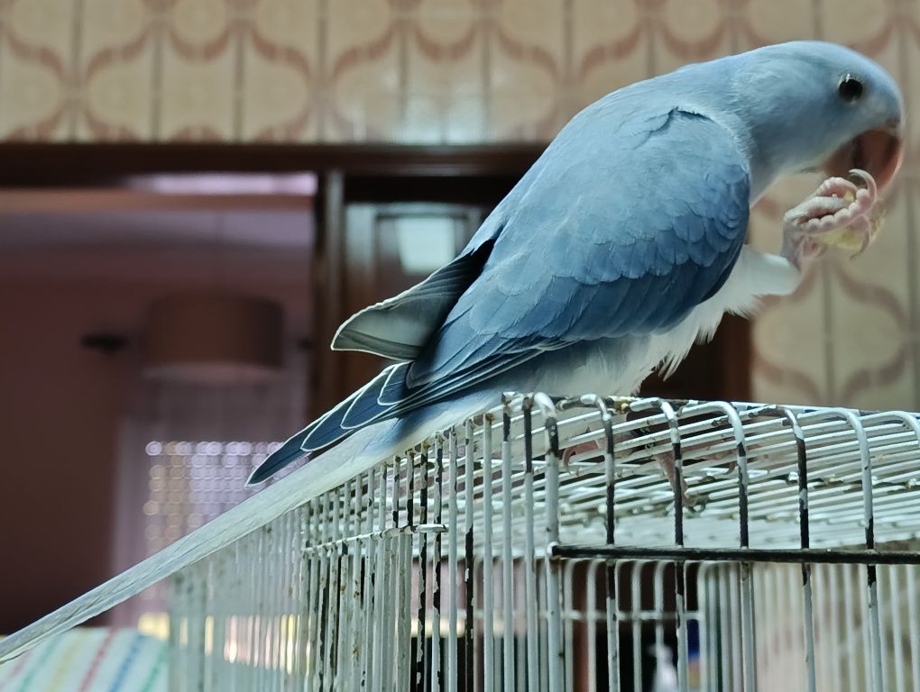 Ring Neck Azul Cobalto ClearTail Macho