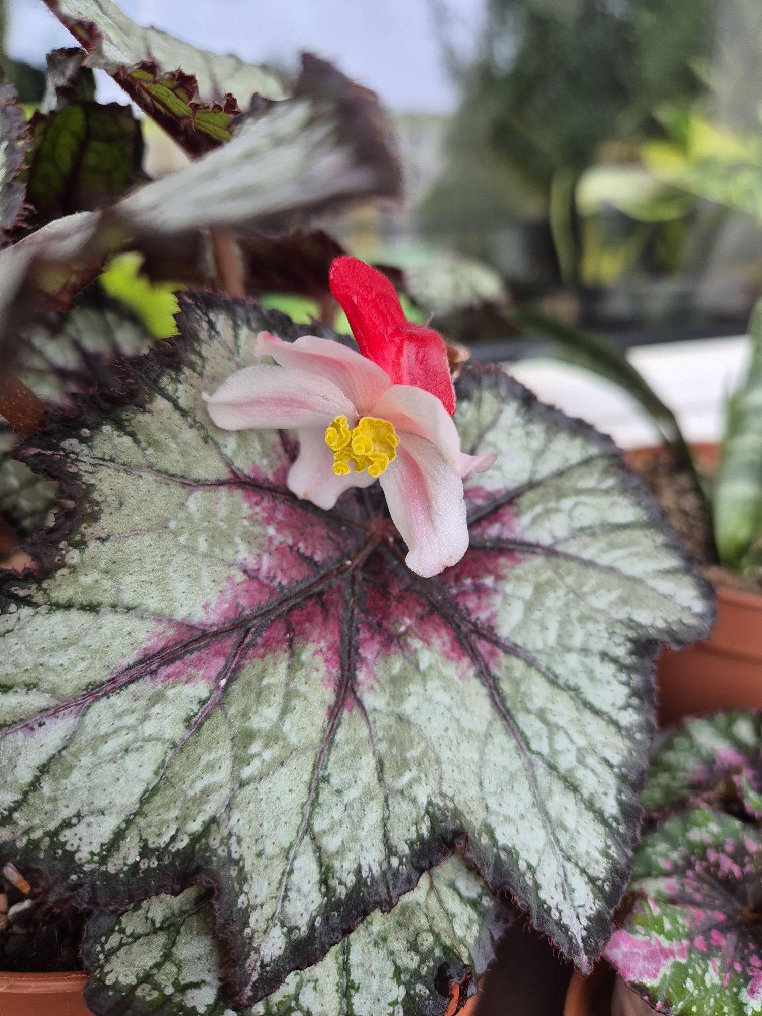 Begonia Rex Space Age Black Hole