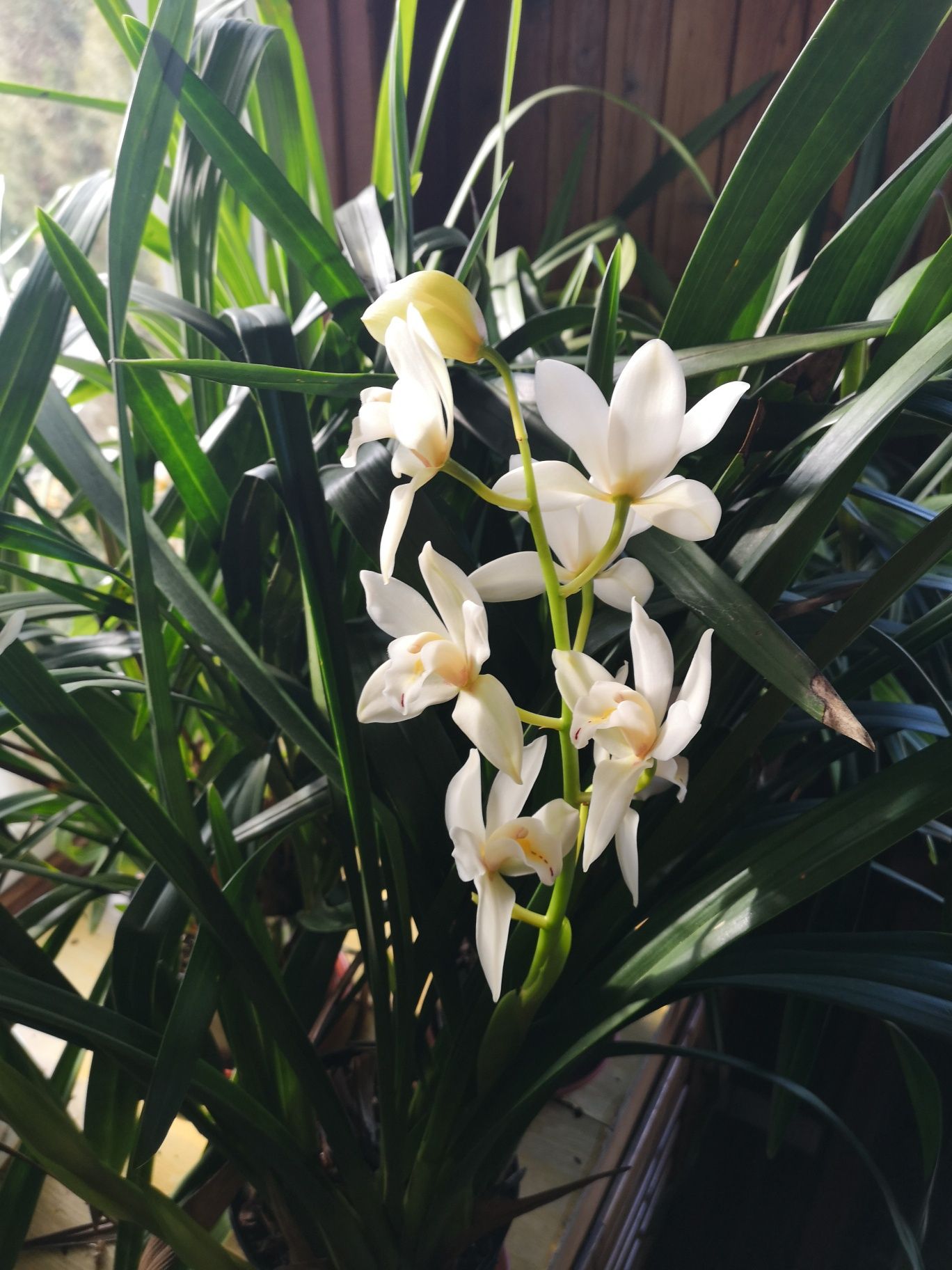 cymbidium storczyk