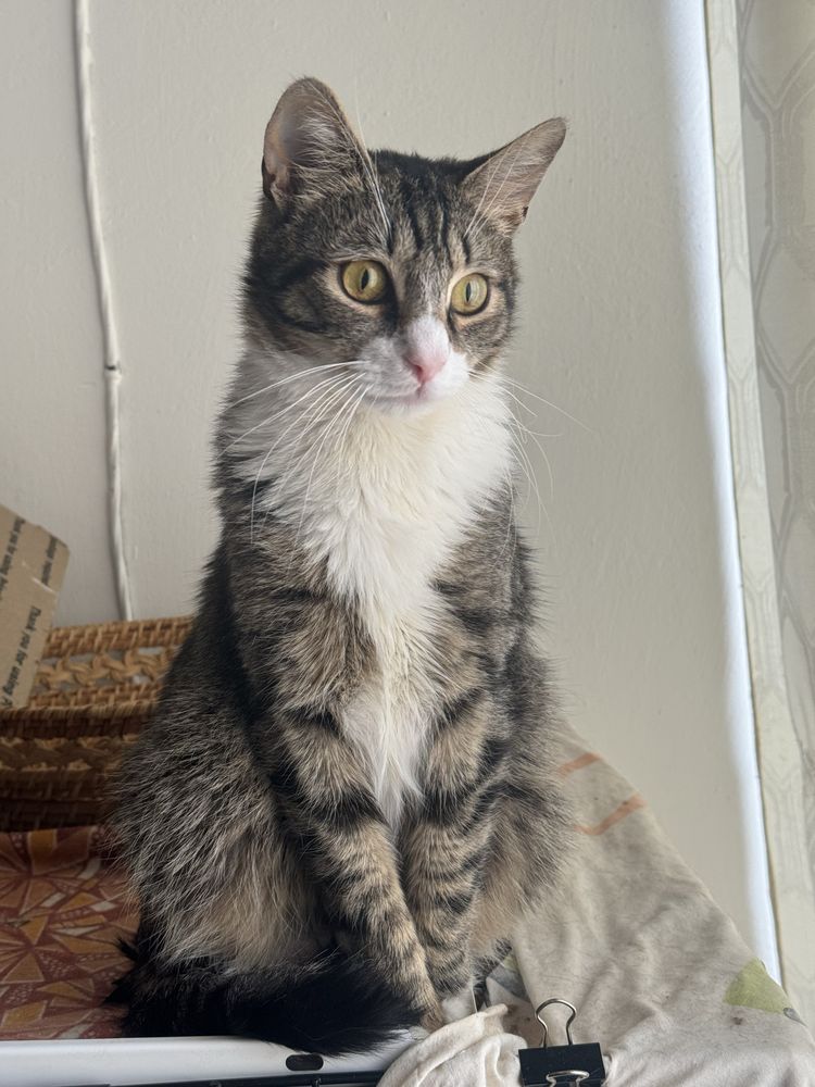Котик в добрі руки