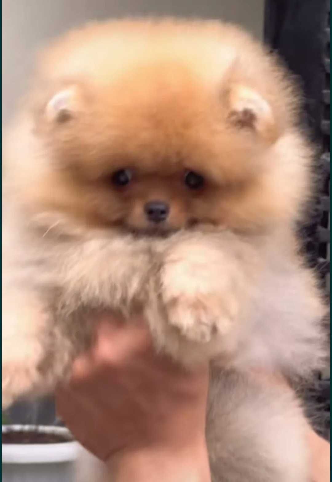 Okazja!!! Maleńki miś boo pomeranian mini