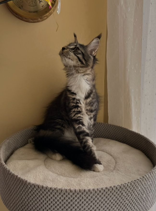 Piękna kotka Maine Coon