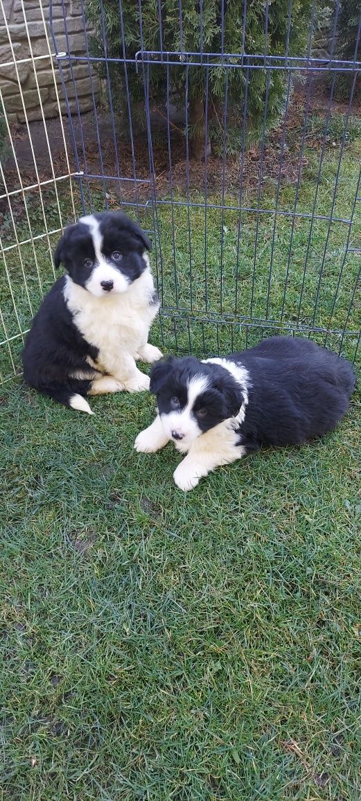 Border collie-szczeniak!