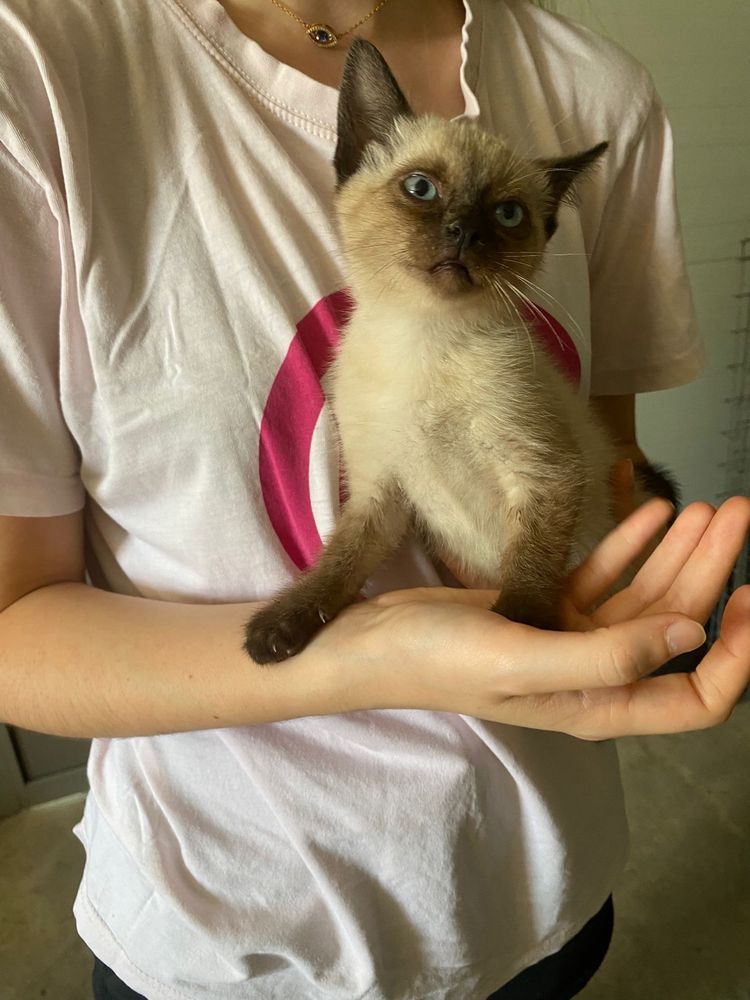Gatinho macho 2,5 meses adopcão