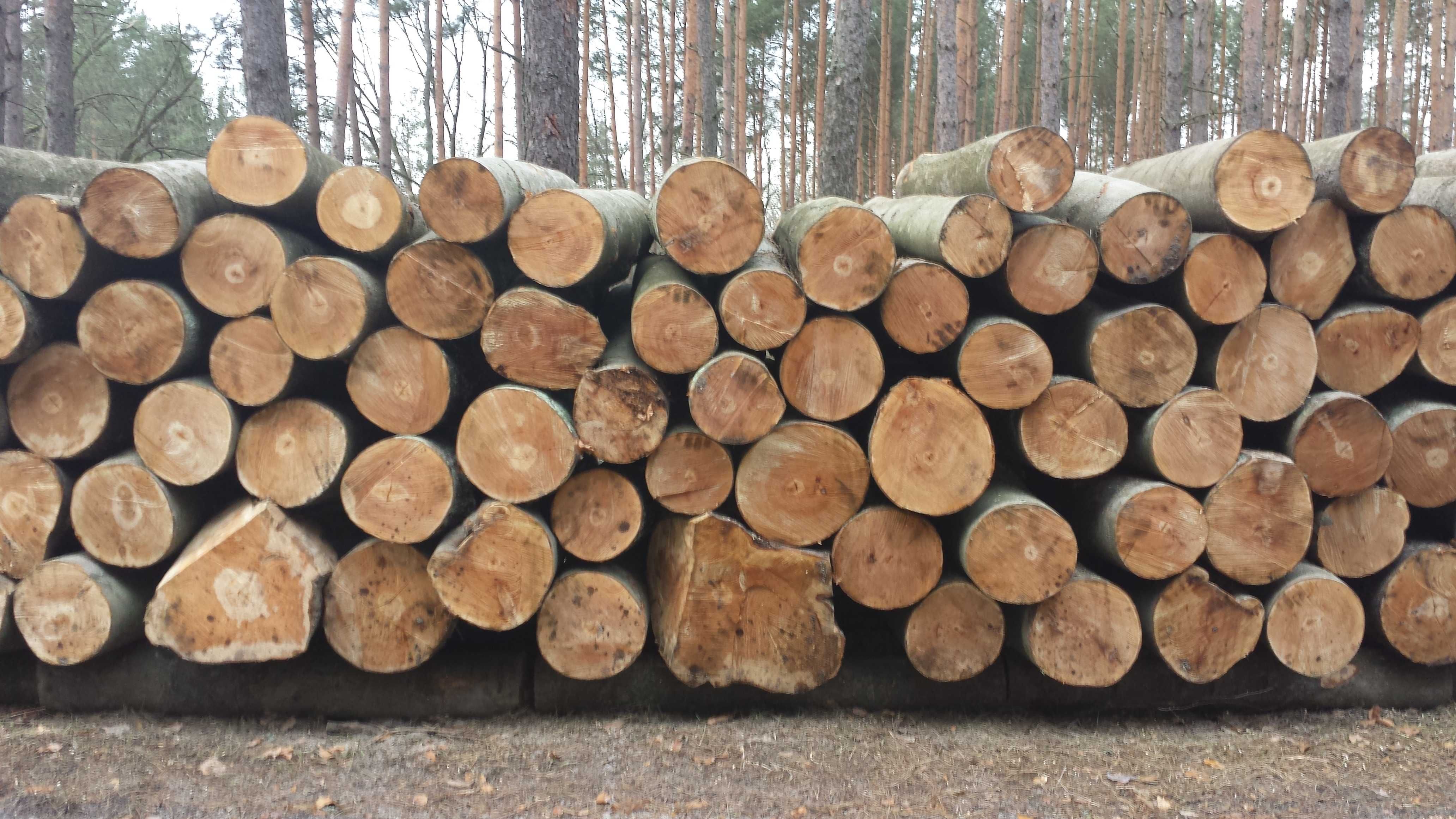 DrewKom Drewno kominkowe BUK w kłodzie dl. 2,5m S2a S2b transport HDS