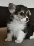 Welsh  Corgi Pembroke