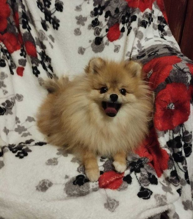 Хлопчик померанського шпіца