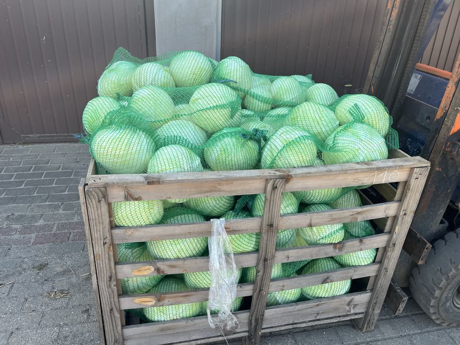 Kapusta biała tegoroczna duże ilości, cena opakowanie do uzgodnienia
