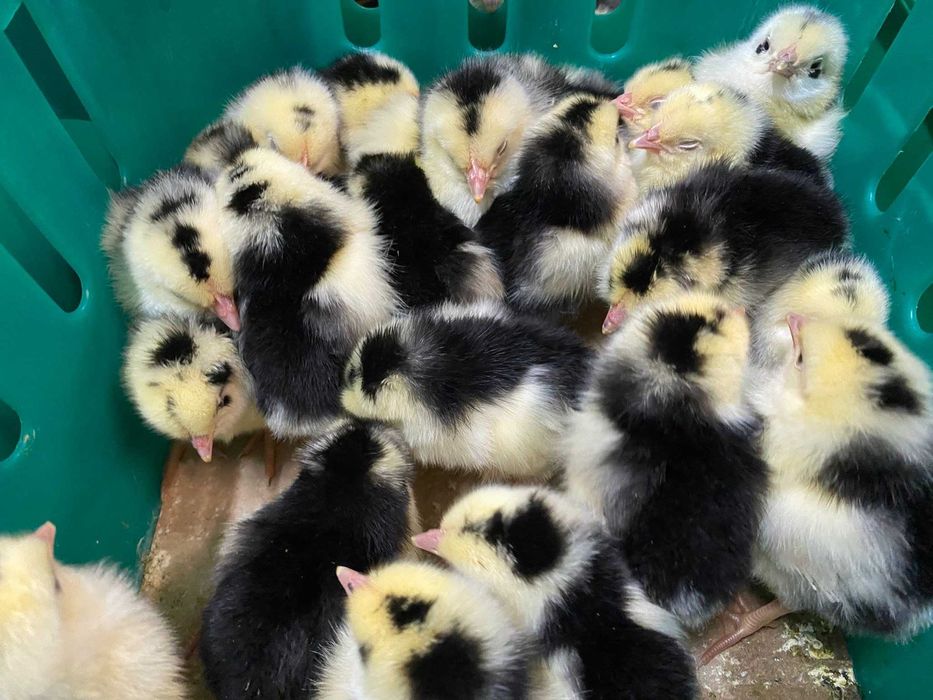 Kurczaki pisklęta  nioski mięsne Leghorn, Sussex, Rosa