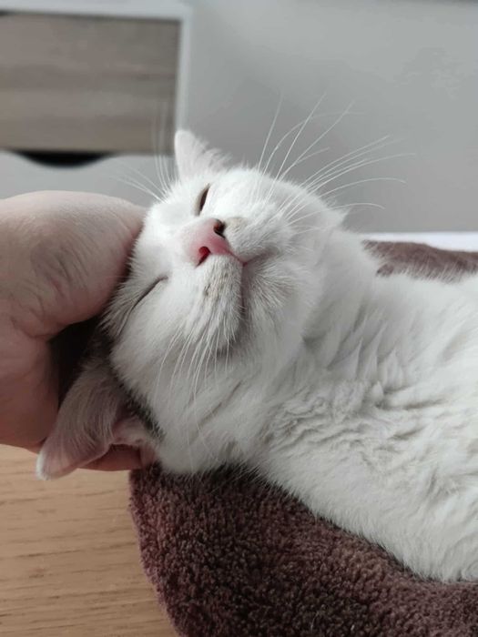 Młodziutka kotka o wielkim sercu szuka stałego domu