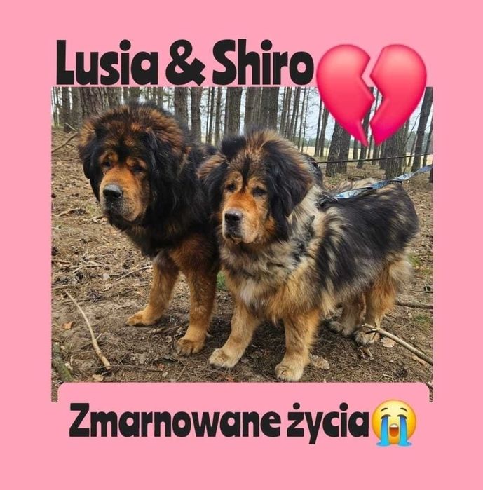 Rozpacz zmarnowanych żyć-10 lat za kratami