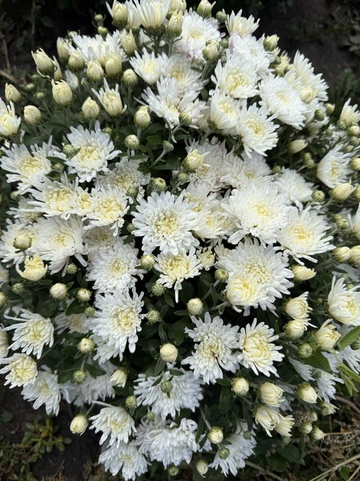 Хризантема мультифлора куляста
