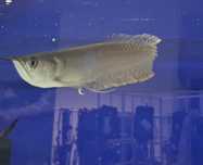 Arowana Srebrna 15-20 cm