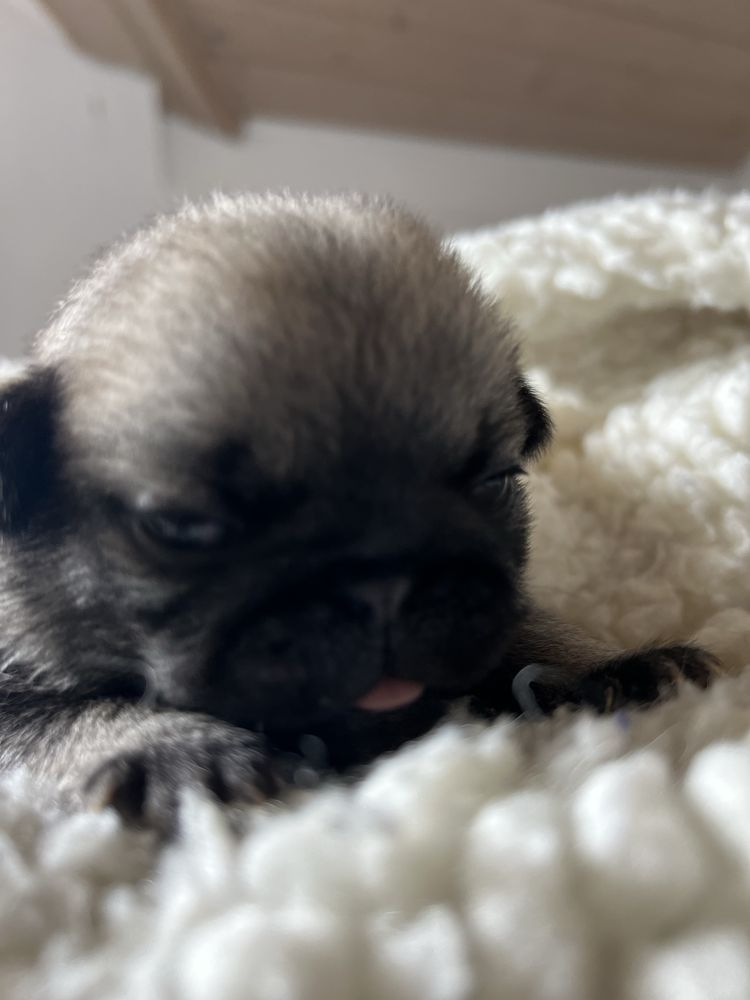 Mops Szczenie ZKwP FCI rodowod