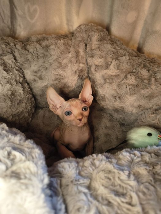 Nico sfinks kanadyjski do rezerwacji